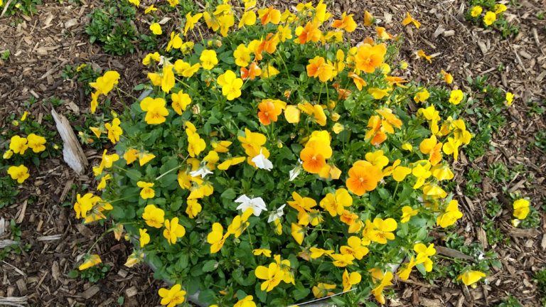 Warrenvile Spring Spring Has Sprung – Community Baptist Church Warrenville, Illinois